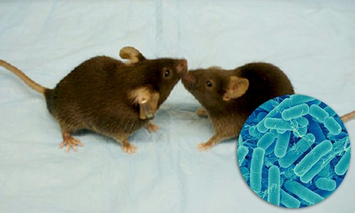 自闭症，老鼠测试的益生菌